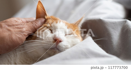 猫を撫でる　茶トラ白 117773700