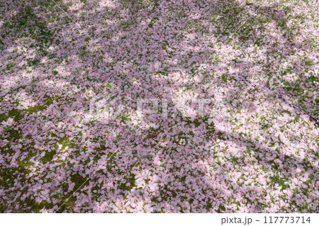 木陰に広がる桜の花びら 木陰に広がる桜の花びら 117773714