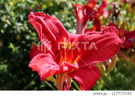 One blooming red lily with stamens on a daylily bush One blooming red lily with stamens on a daylily bush 117773743