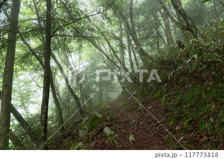 霧に覆われた登山道 霧に覆われた登山道 117773818
