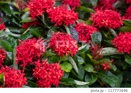 Ixora coccinea / Flame of the woods / Scarlet jungle flame:Beautiful Flowers 117773846