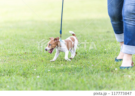 犬の散歩をする女性 犬の散歩をする女性 117773847