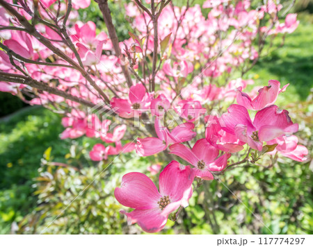 Flowering dogwood shrub in blossom Flowering dogwood shrub in blossom 117774297