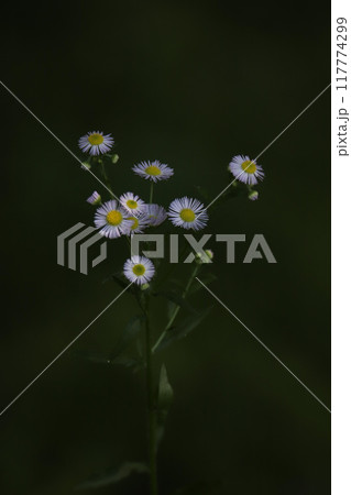 岩手:花咲く鬼死骸八幡神社の四季折々の風景 117774299