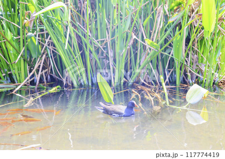 イタリア・ミラノの水面で泳ぐ鳥バン 117774419