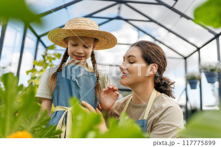 mother and daughter are gardening in the greenhouse 117775899