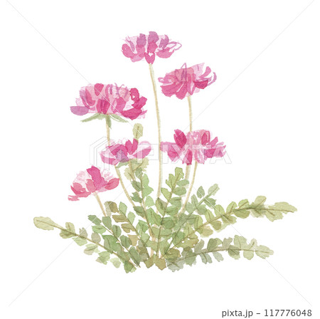 水彩で描いたレンゲソウ 水彩で描いたレンゲソウ 117776048