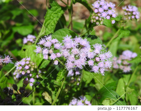 夏に青や紫のふわふわした花を咲かせる「カッコウアザミ」 夏に青や紫のふわふわした花を咲かせる「カッコウアザミ」 117776167