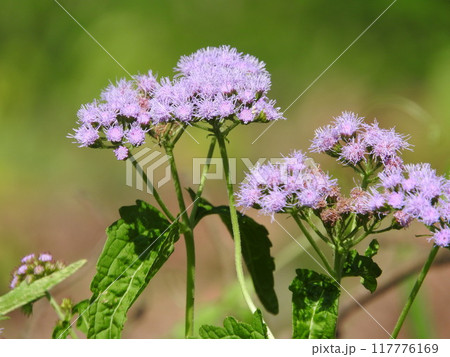 夏に青や紫のふわふわした花を咲かせる「カッコウアザミ」 117776169