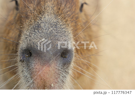 餌をねだりに近くまでよってきたカピバラ 117776347