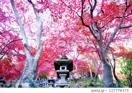 大山寺 石灯籠 紅葉 大山寺 石灯籠 紅葉 117776373