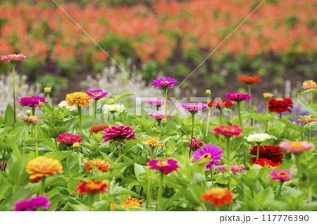 夏の花壇 夏の花壇 117776390