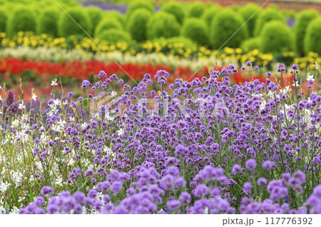 真夏の花々 真夏の花々 117776392