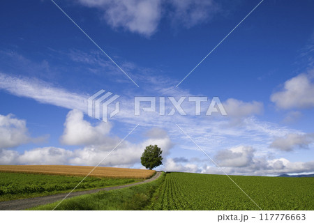 丘の一本道 117776663
