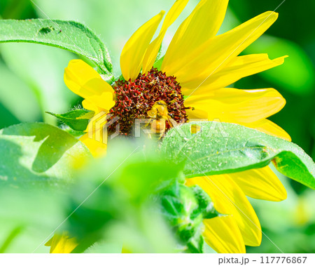 ヒマワリの花に止まるホソヒラタアブ 117776867