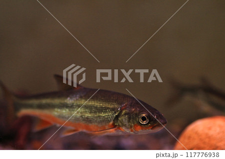 婚姻色が出ている泳ぐウグイ 117776938