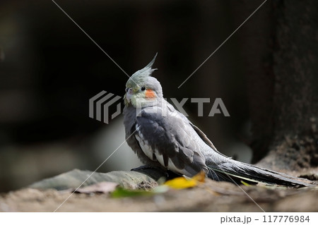 横向きのオカメインコのポートレート 117776984