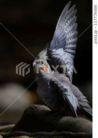 羽を開くオカメインコ 羽を開くオカメインコ 117776986