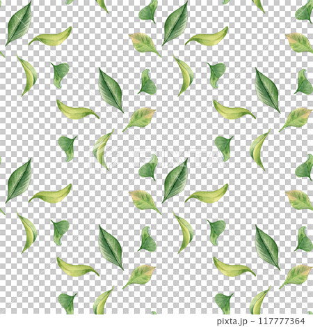 Green leaves watercolor seamless pattern isolated on white. Tea leaf botanical art hand drawn by pattern background. Textured foliage print painted. Greenery petals design endless wallpaper, textile. Green leaves watercolor seamless pattern isolated on white. Tea leaf botanical art hand drawn by pattern background. Textured foliage print painted. Greenery petals design endless wallpaper, textile. 117777364