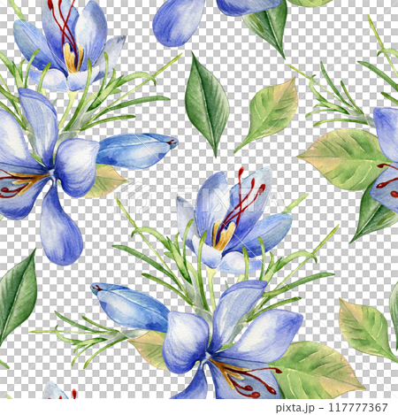 Saffron flowers watercolor in seamless pattern isolated on white. Crocus sativus on repeated botany background hand drawn. Spring blue plants leaves petals painted for design textile, floral package. Saffron flowers watercolor in seamless pattern isolated on white. Crocus sativus on repeated botany background hand drawn. Spring blue plants leaves petals painted for design textile, floral package. 117777367