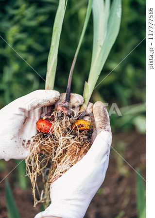 hands holding gladiolus flower bulb onion before planting hands holding gladiolus flower bulb onion before planting 117777586