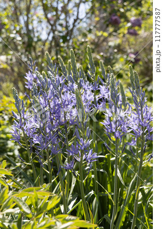 Camassia leichtlinii Caerulea flower in a garden 117777587