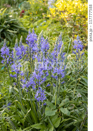 Camassia leichtlinii Caerulea flower in a garden 117777588