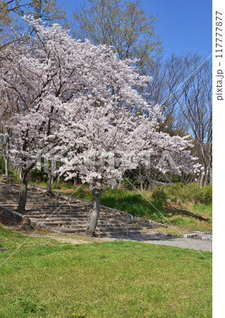 鶴見緑地の桜 鶴見緑地の桜 117777877