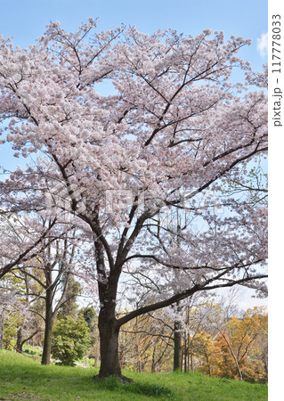 鶴見緑地の桜 鶴見緑地の桜 117778033