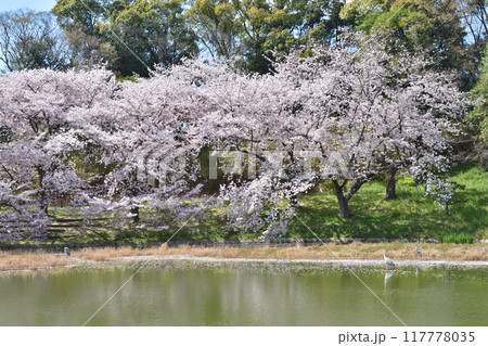鶴見緑地の桜 鶴見緑地の桜 117778035