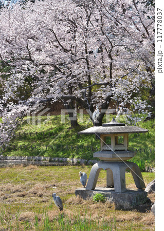 鶴見緑地の桜 鶴見緑地の桜 117778037