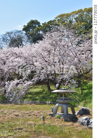 鶴見緑地の桜 鶴見緑地の桜 117778038
