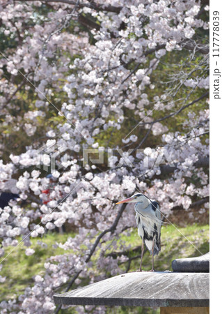 鶴見緑地の桜 鶴見緑地の桜 117778039