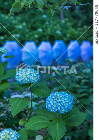 日本 静岡県袋井市、遠州三山の一つ法多山尊永寺の紫陽花と飾り付けられた傘 日本 静岡県袋井市、遠州三山の一つ法多山尊永寺の紫陽花と飾り付けられた傘 117778048