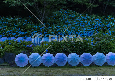 日本 静岡県袋井市、遠州三山の一つ法多山尊永寺の紫陽花と飾り付けられた傘 日本 静岡県袋井市、遠州三山の一つ法多山尊永寺の紫陽花と飾り付けられた傘 117778056