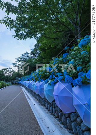 日本　静岡県袋井市、遠州三山の一つ法多山尊永寺の紫陽花と飾り付けられた傘 117778067