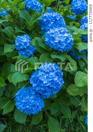 日本　静岡県袋井市、遠州三山の一つ法多山尊永寺の紫陽花 117778069