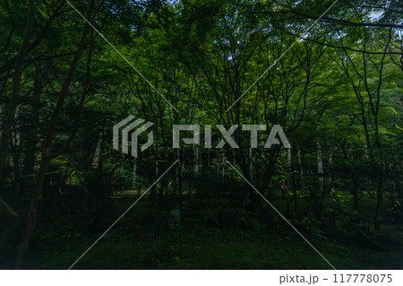 日本　静岡県袋井市、遠州三山の一つ法多山尊永寺　夜になって舞うゲンジボタル 117778075