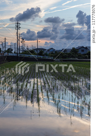 初夏の田んぼに映る夕暮れの空 117778076