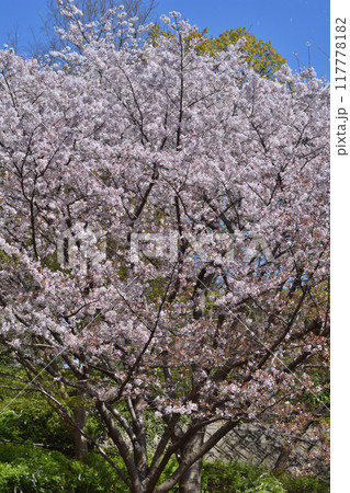 鶴見緑地の桜 鶴見緑地の桜 117778182
