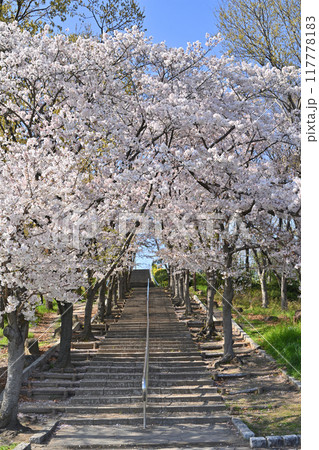 鶴見緑地の桜 鶴見緑地の桜 117778183