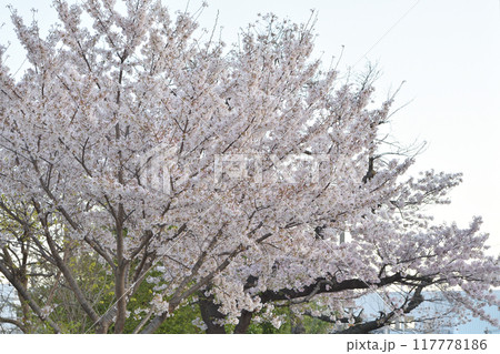鶴見緑地の桜 鶴見緑地の桜 117778186