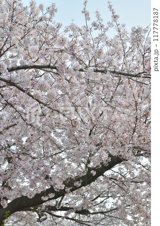 鶴見緑地の桜 鶴見緑地の桜 117778187
