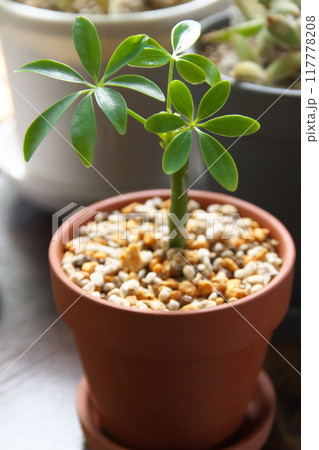 小さなカポック 117778208