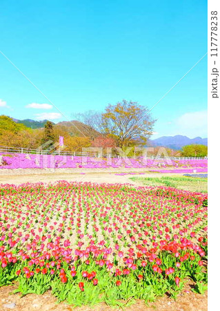 芝桜　シバザクラ　しばざくら　立谷川　桜　山形市 117778238