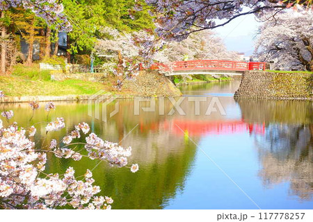 満開の桜　花筏　松が岬公園　さくら　サクラ　ソメイヨシノ 117778257