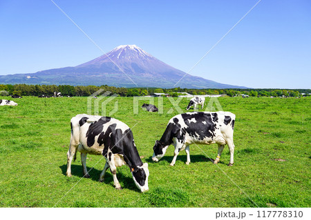 富士山と朝霧高原の牛 富士山と朝霧高原の牛 117778310