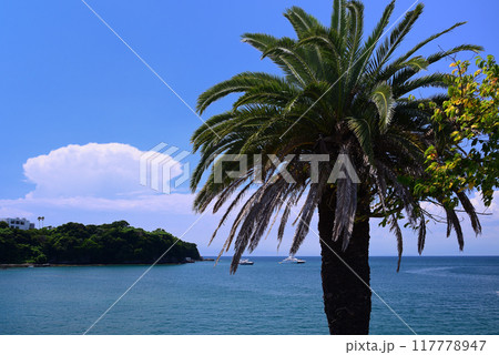 夏の小網代湾・シーボニア 117778947