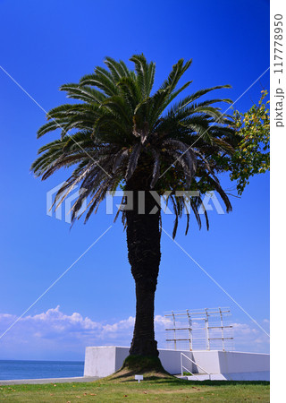 夏の小網代湾・シーボニア 117778950