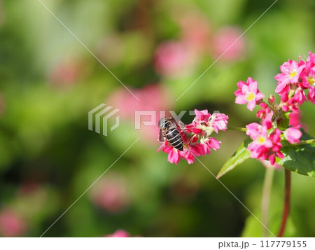ソバ　高嶺ルビーの花と蜂	 117779155